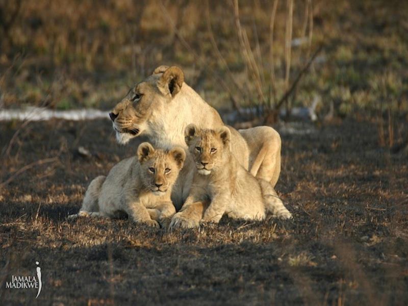 Jamala Madikwe Royal Safari Lodge Mochudi Exterior foto